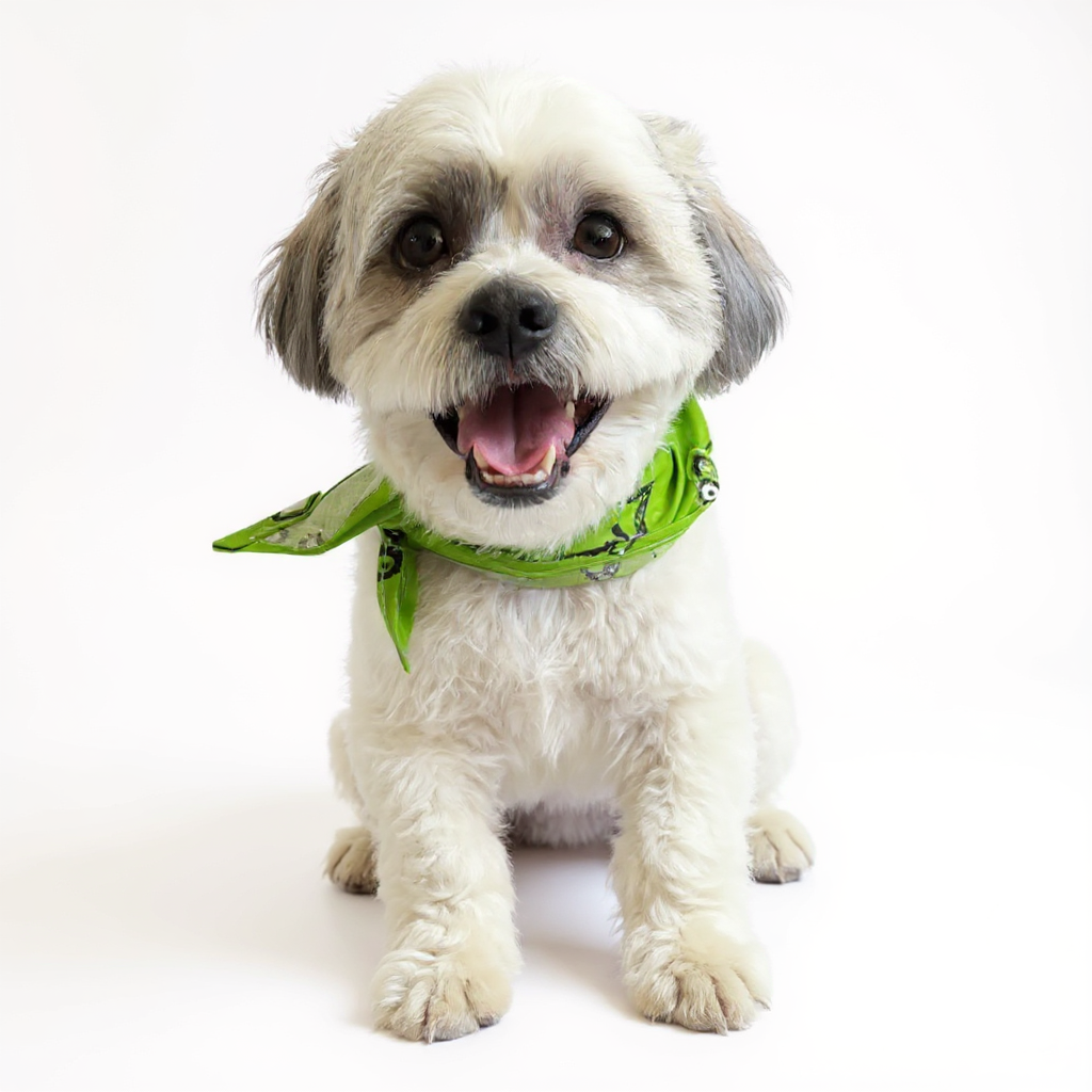 Portrait Studio preview 4